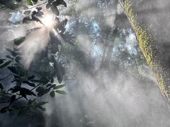-西双版纳原始森林公园