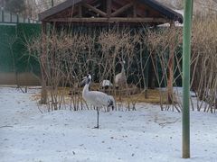 -青藏高原野生动物园