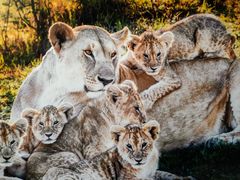 -罗红摄影艺术馆