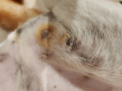 -瑞鹏宠物医院·骨科·猫科·内科(第一中心)