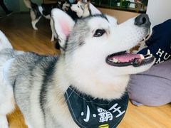 -Husky Go! 哈士奇体验馆·宠物咖啡厅狗咖