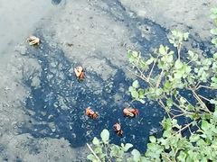 -北海金海湾红树林生态旅游区