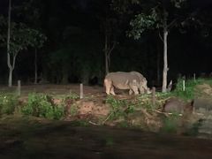 -清迈夜间动物园