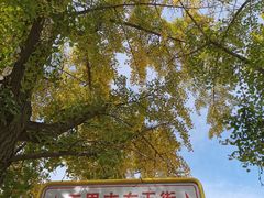 -三里屯东五街银杏大道
