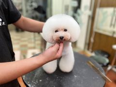 -鑫艺宠物美容培训学校