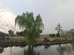 -鹅湖玫瑰文化园