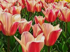 -大宁郁金香公园-停车场