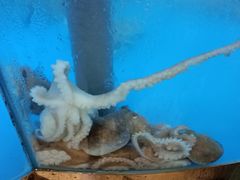 -青瓦餐厅·生鱼片·韩园烤肉(西塔店)