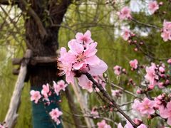 -上海佘山世茂艾美酒店