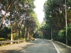 -铁山坪森林公园