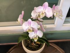 -南堂馆·新川菜(春熙路店)