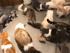 -飞行喵MR PILOT|猫舍·猫咖(静安大融城店)