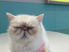 -怪兽屋·羊驼·猫咖·狗咖(俊华广场店)