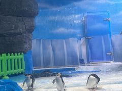 -海合安成都极地海洋公园