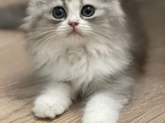 -momokira米努特·德文卷毛猫·棉花面纱犬