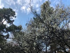 -杭州植物园