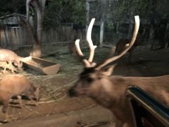 -清迈夜间动物园