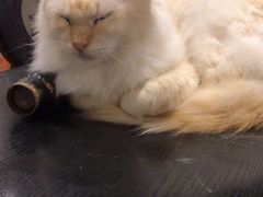 -猫小院猫主题咖啡厅(北锣店)