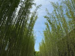 -养云安缦吧THE BAR