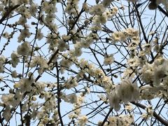 -龙湖星悦荟(颐和店)