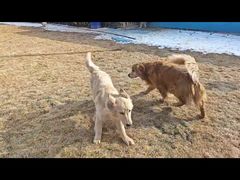 -趣玩宠物乐园寄养训犬训狗游泳池