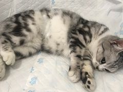-灵美宠物诊所