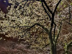 -武汉大学-樱园