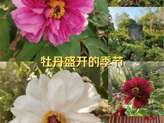 -洛阳市牡丹公园
