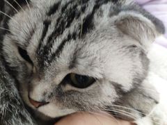 -猫房·猫吧·猫咖(龙湖时代汇店)