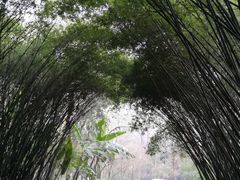 景点-成都大熊猫繁育研究基地