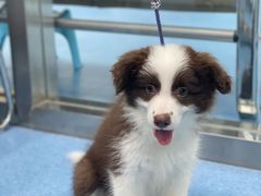 -万博宠物医院·手术·诊疗(未央凤城五路店)