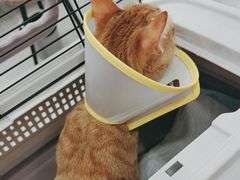 -四月宠物医院·猫专科·心脏专科·内科(转塘店)