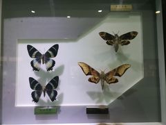 -上海昆虫博物馆