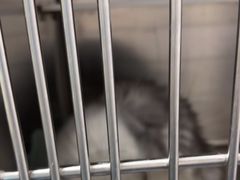 -宠颐生宠物医院外科·内科·皮肤科·影像科(石龙店)