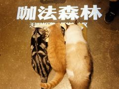 -咖法森林·咖啡  酒吧(天河店)