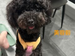 -BABYDOG宝贝狗宠物乐园(欧洲城店)