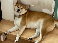 -是阿柴呀！柴犬咖啡·爱喵喵猫咖