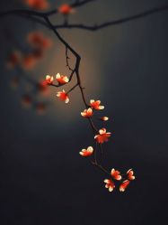 -HEYAN荷妍专业脱毛连锁机构