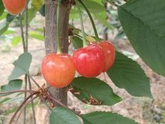 -上海菊园樱桃研究所