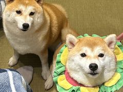 -逗柴咖啡屋·狗咖猫咖宠物桌游