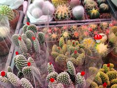 -花鸟鱼虫鲜花绿植市场(玉泉路店)
