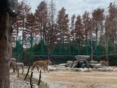 -上海野生动物园老虎餐厅