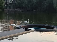 景观位-银树楼(紫玉山庄东区店)