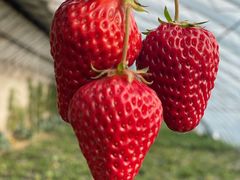 -昌平兴寿秀秀草莓采摘园