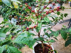 -Torch Coffee 炬点咖啡