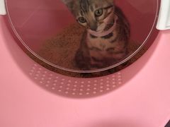 -糯米喵星人总部直营旗舰店·猫舍·幼猫出售