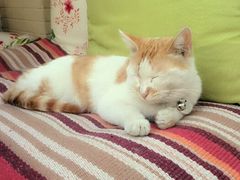 android_upload_pic-Sirena海妖日咖夜酒