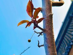 -星巴克(新达汇三林店)