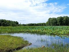 -东郊湿地公园