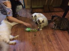 猫色咖啡-猫色咖啡·猫咖